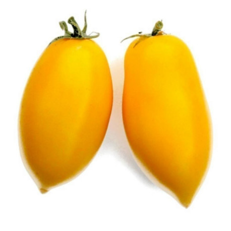 TOMATE ROMA JAUNE PETITS CAILLOUX 4KG